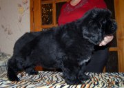 Превью фото № 195672