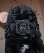 Превью фото № 195675