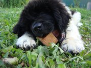 Превью фото № 195693