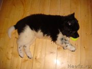 Превью фото № 195695