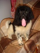 Превью фото № 195696