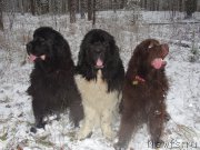 Превью фото № 195697