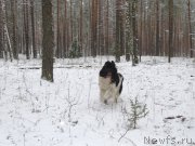 Превью фото № 195698