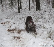 Превью фото № 195700