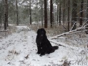 Превью фото № 195701