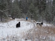 Превью фото № 195702