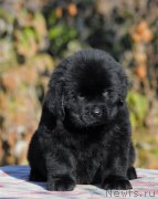 Превью фото № 195708