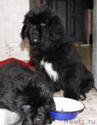 Превью фото № 195724