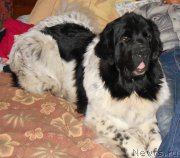 Превью фото № 195849