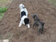 Превью фото № 195852