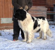 Превью фото № 195864