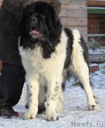 Превью фото № 195874