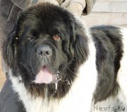 Превью фото № 195875