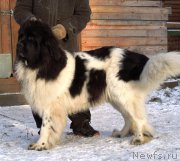 Превью фото № 195878