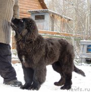 Превью фото № 195887