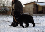 Превью фото № 195891