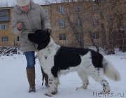 Превью фото № 195901