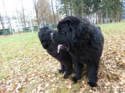 Превью фото № 195918