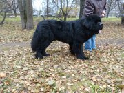 Превью фото № 195921