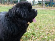 Превью фото № 195924