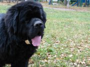 Превью фото № 195925