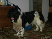 Превью фото № 195939