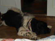 Превью фото № 195940