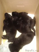 Превью фото № 195967