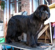 Превью фото № 195977