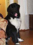 Превью фото № 195985