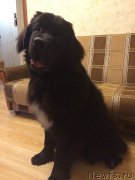 Превью фото № 196000