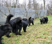 Превью фото № 196019