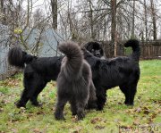 Превью фото № 196023