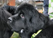 Превью фото № 196026