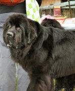 Превью фото № 196029