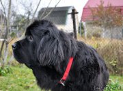 Превью фото № 196030