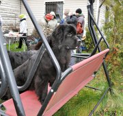 Превью фото № 196032