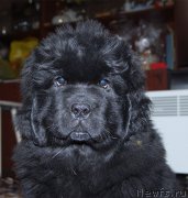 Превью фото № 196131