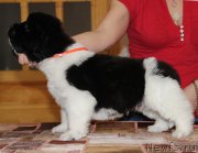 Превью фото № 196132