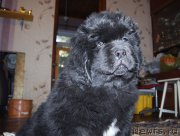 Превью фото № 196135