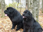 Превью фото № 196211