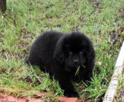 Превью фото № 196231