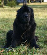 Превью фото № 196236