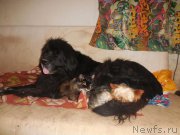 Превью фото № 196262