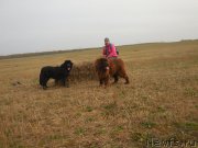 Превью фото № 196265