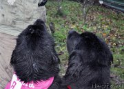 Превью фото № 196277