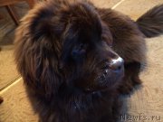 Превью фото № 196283