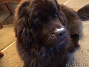 Превью фото № 196284