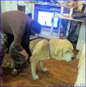 Превью фото № 196288