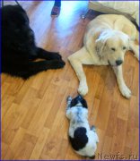 Превью фото № 196289